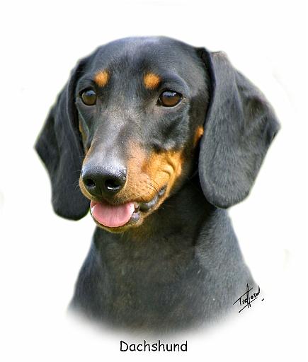 Dachshund 9L27D-19_2.jpg